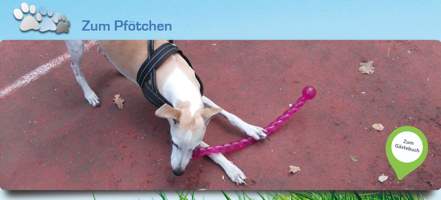 Hunde Tagesstätte